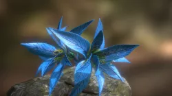 Maguuma Lily