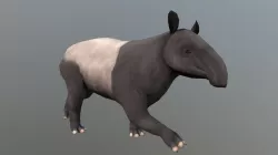 Malayan tapir