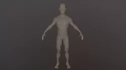 Male Anatomy