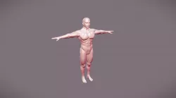Male Anatomy Reference T-Pose