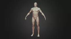 Male Anatomy Sculpt