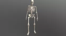Male Skeleton v2