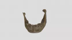 Mandíbula_1