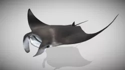 Manta Ray