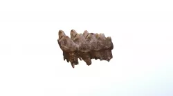 Mastodon Tooth