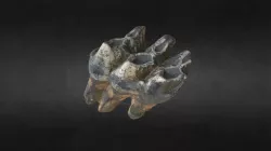 Mastodon tooth