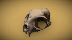 Maurice's skull