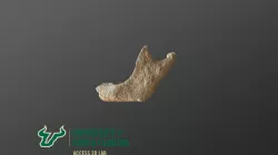 Medieval Human Mandible 3