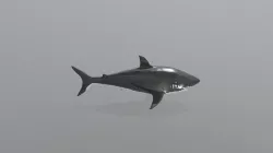 Megalodon