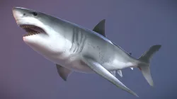 Megalodon
