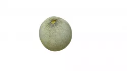 Melon