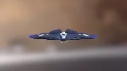 Moon Moth