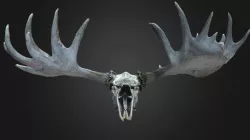 Moose