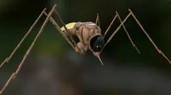 Mosquito Ship [Textured]