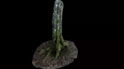 Mossy tree low poly