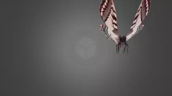 Moth