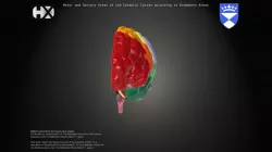 Motor and Sensory Areas of the Cerebral Cortex