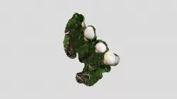 mushroom