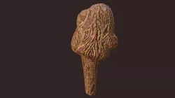mushroom 5