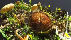 Mushroompie
