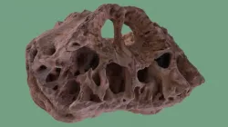 Musk Ox Skull, Big Half