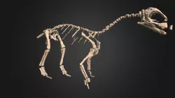 Mussaurus Hatchling Skeleton