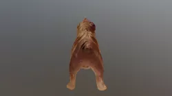 My Dog