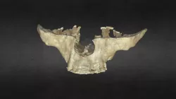 My Sketchfab Mesh