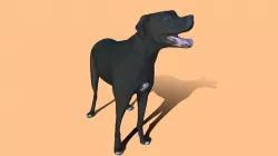 Nacho All Fours - high
