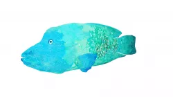 Napoleon Fish Illustration