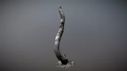 Nature Forest Roots 008