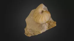 NAUTILUS