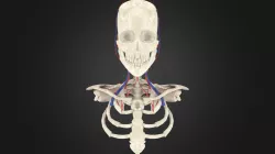 Neck Model2
