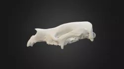Neohelos stirtoni cranial reconstruction