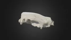 Neohelos stirtoni cranium
