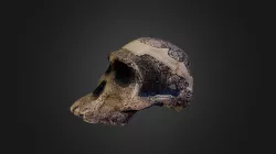 Neolithic Skull