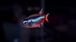 Neon Tetra