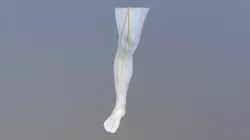 Nerves of the lower leg