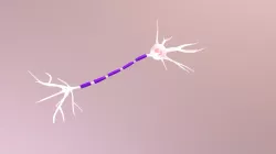 Neuron