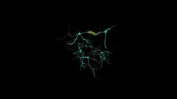 Neurons