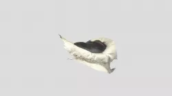 New Model