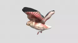 night bird4