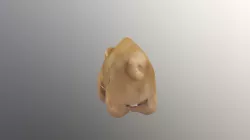 Nosorožec dvourohý