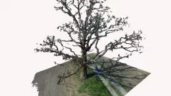 oak points