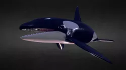 Orca