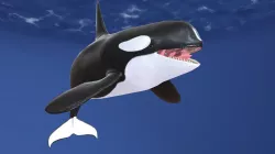 Orca - Killer whale - Animation