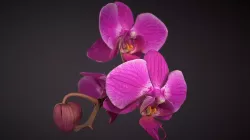 Orchid
