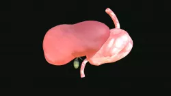 Organ New Ani