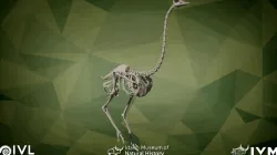 Ostrich