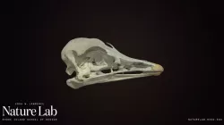 Ostrich Skull